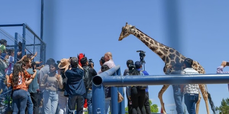 Maru Campos exhibe ilegalmente una jirafa en el Parque Central de Ciudad Juárez