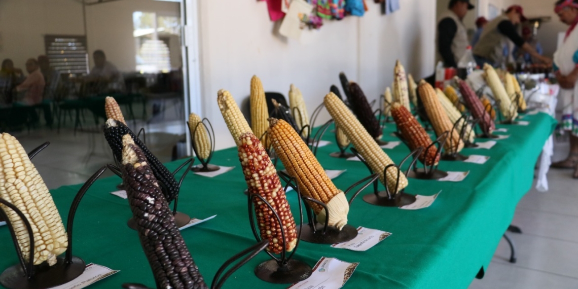 Gobierno federal dispersa casi $500 millones entre productores de granos básicos en Chihuahua