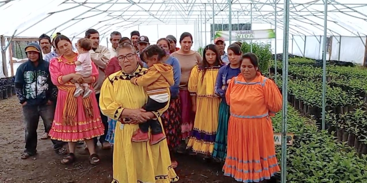 “Que siga en 2024”, piden beneficiarias de Sembrando Vida en la Sierra Tarahumara
