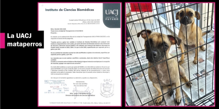 En cinco meses, la UACJ sacrificó a 285 perros en vez de promover su adopción