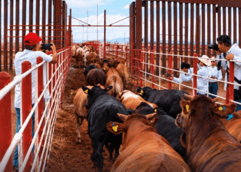 Se reanudará la exportación de ganado desde San Jerónimo a EU